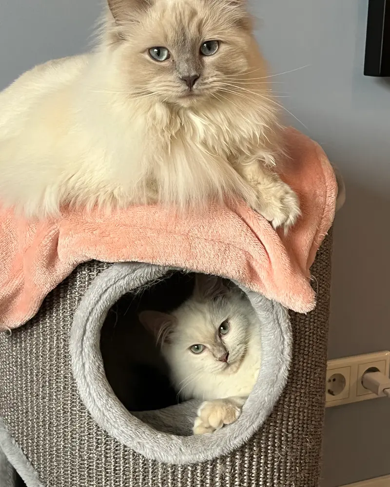 Katten